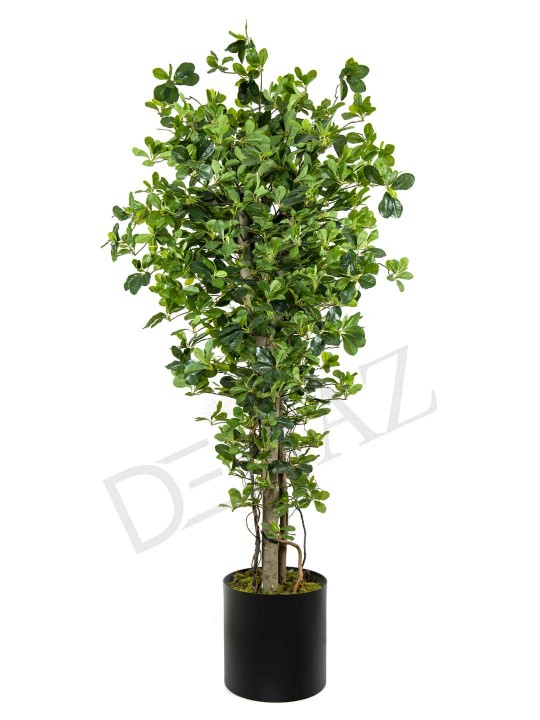 A-100 PITTOSPORUM GREEN 170 CM