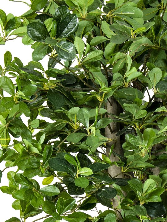 A-100 PITTOSPORUM GREEN 170 CM