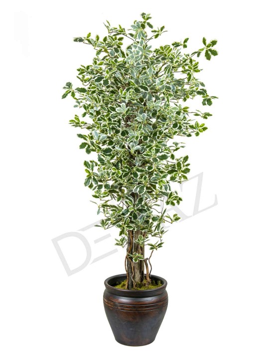 A-103 PITTOSPORUM GREEN WHITE 190 CM
