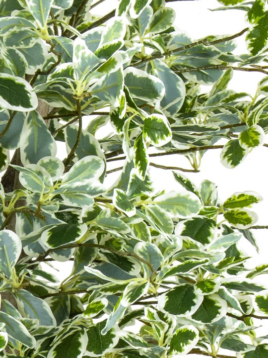 A-103 PITTOSPORUM GREEN WHITE 190 CM