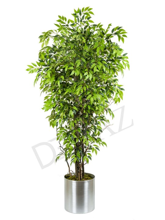 A-104 NİTİDA FİCUS GREEN 170 CM