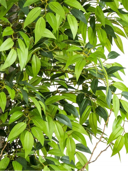 A-104 NİTİDA FİCUS GREEN 170 CM