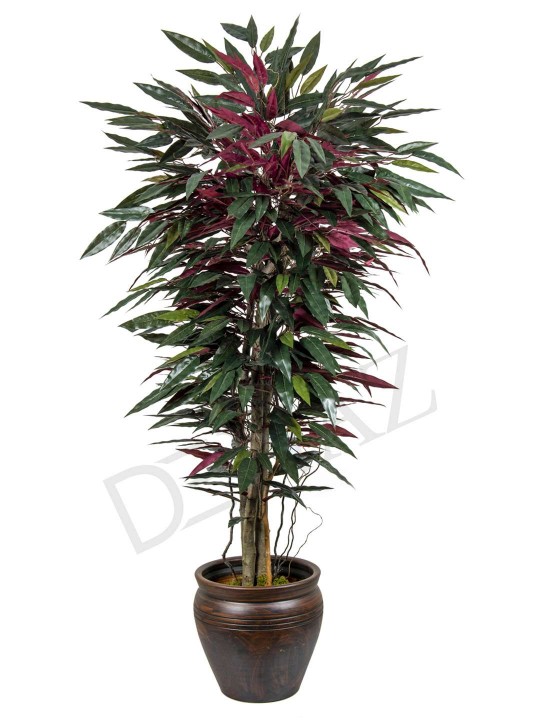 A-106 MANGO GREEN RED 170 CM