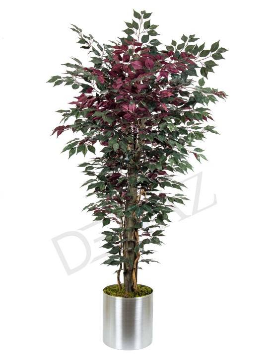 A-110 FİCUS GREEN RED 170CM