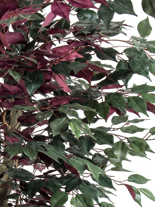 A-110 FİCUS GREEN RED 170CM