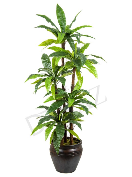 A-114 ASPLENYUM 5 Lİ 170 CM