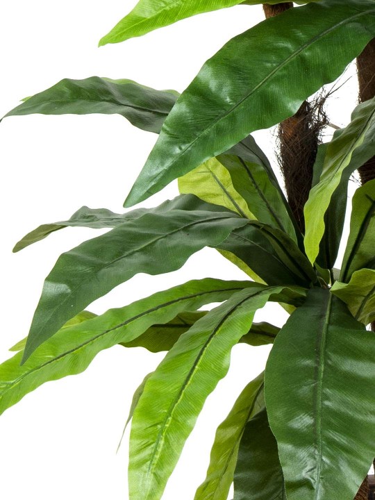 A-114 ASPLENYUM 5 Lİ 170 CM