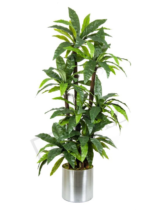 A-117 ASPLENYUM 7 Lİ 180 CM