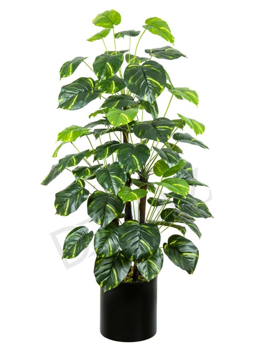 A-118 PATHOS TREE 170 CM