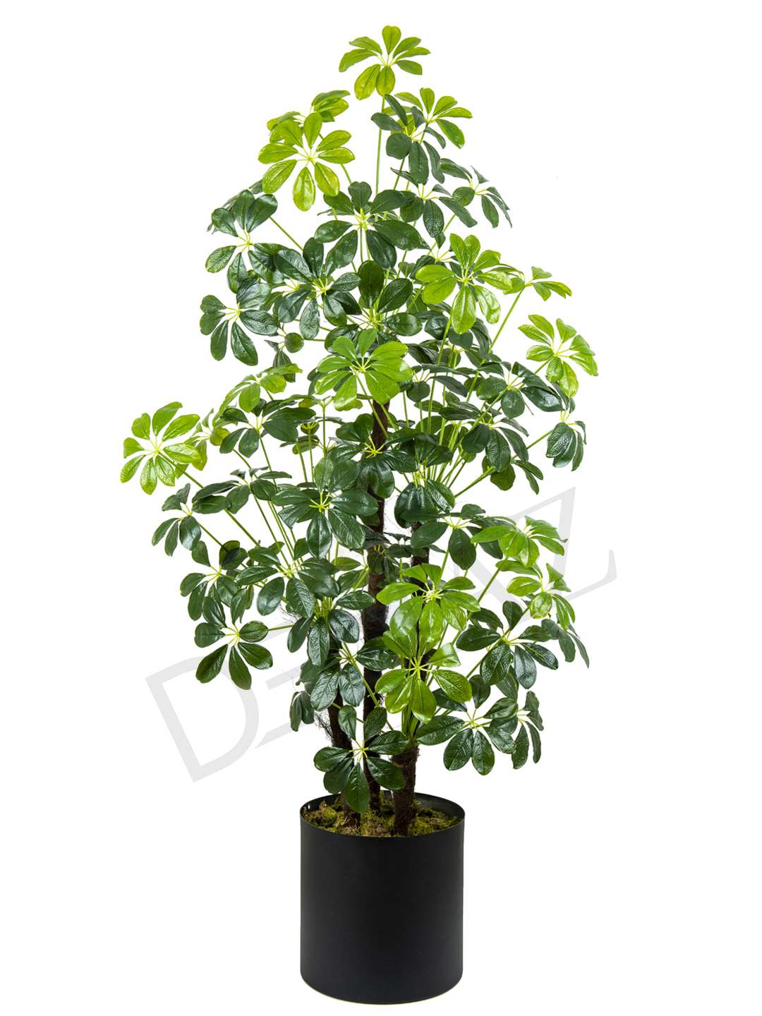 A-119  SCHEFFLERA GREEN 170 CM