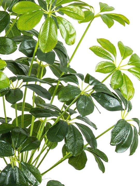 A-119  SCHEFFLERA GREEN 170 CM