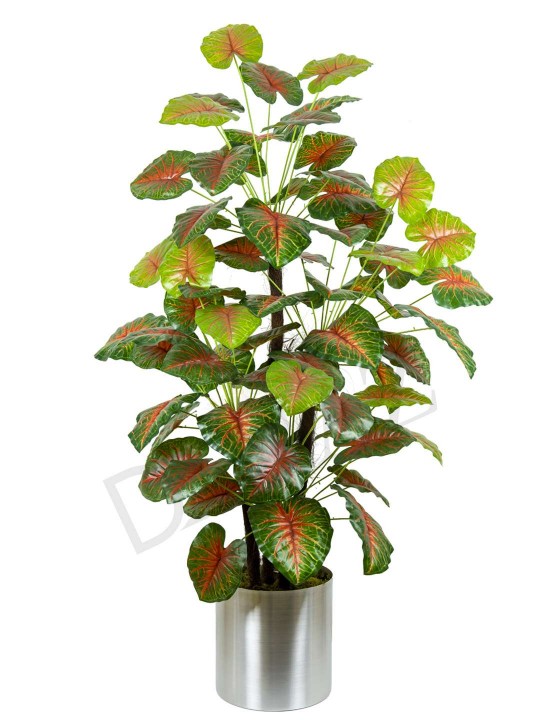 A-121 CALADİUM RED GREEN 170 CM