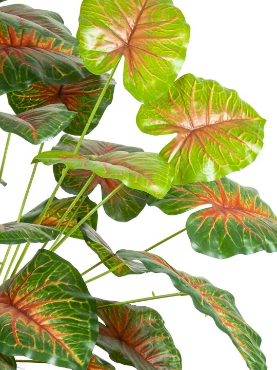 A-121 CALADİUM RED GREEN 170 CM