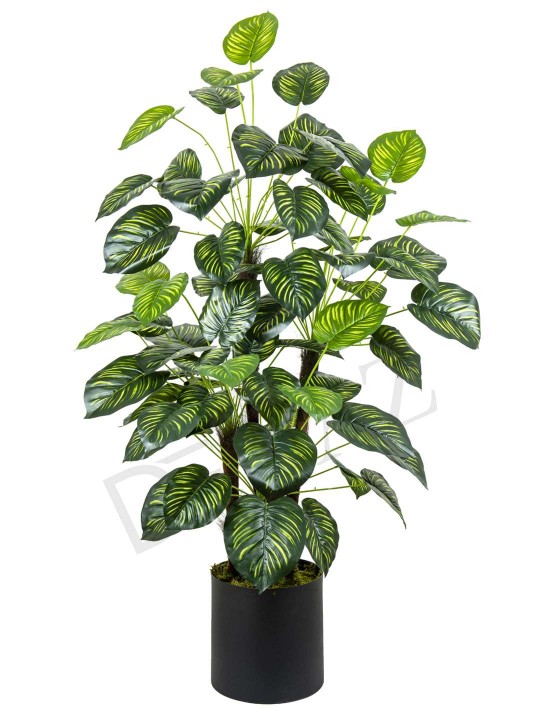 A-122 DİFENBAHYA GREEN 170 CM