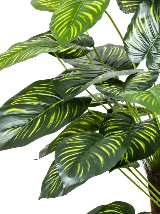 A-122 DİFENBAHYA GREEN 170 CM