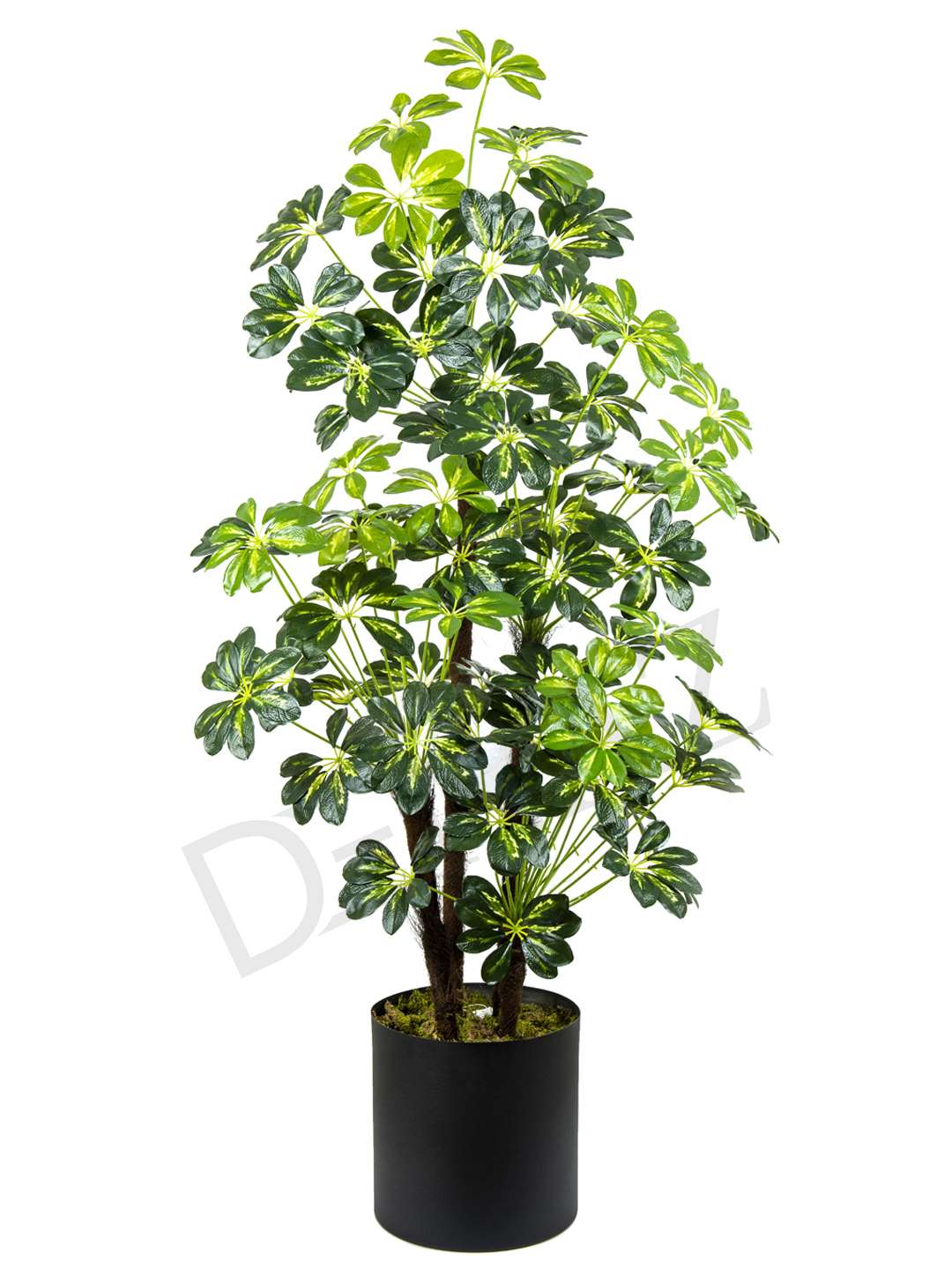 A-120  SCHEFFLERA GREEN WHİTE 170 CM