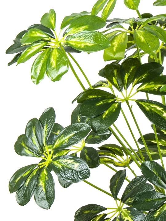 A-120  SCHEFFLERA GREEN WHİTE 170 CM