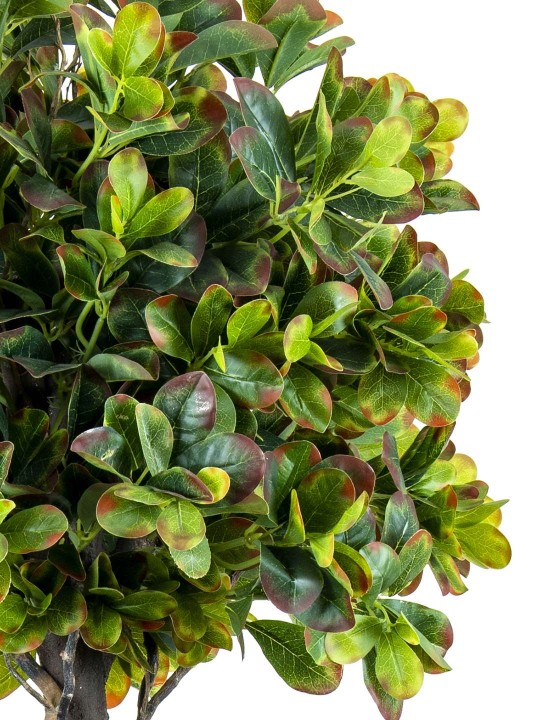 A-142 PITTOSPORUM 2 Lİ TOP RED GREEN 170 CM