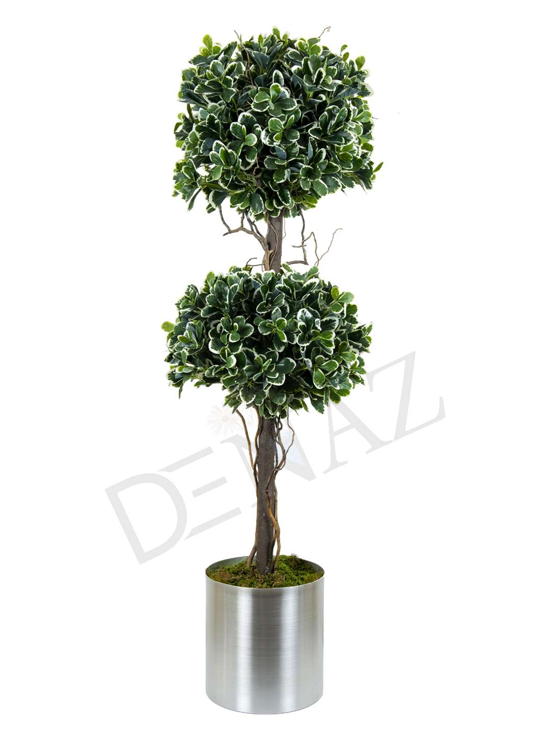 A-143 PITTOSPORUM 2 Lİ TOP GREEN WHITE 170 CM