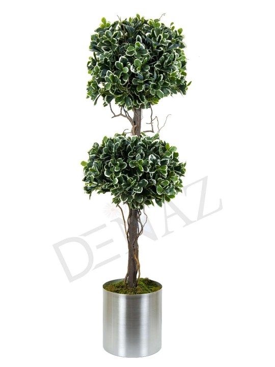 A-143 PITTOSPORUM 2 Lİ TOP GREEN WHITE 170 CM