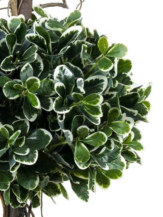 A-143 PITTOSPORUM 2 Lİ TOP GREEN WHITE 170 CM