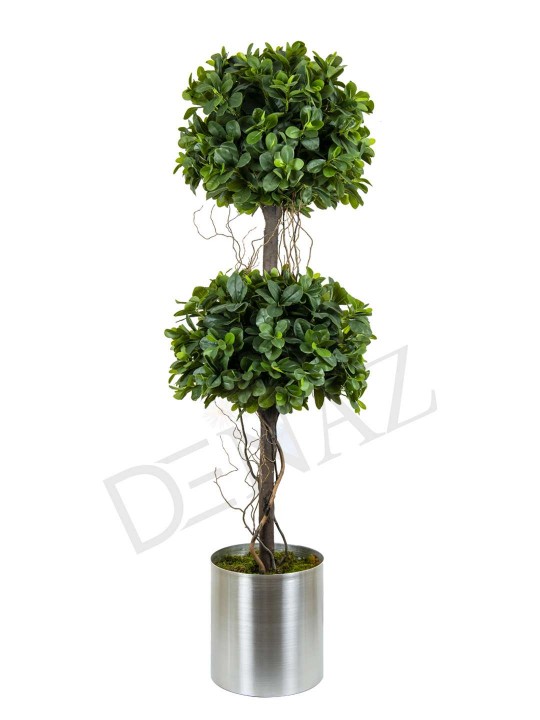 A-144 PITTOSPORUM 2 Lİ TOP GREEN 170 CM