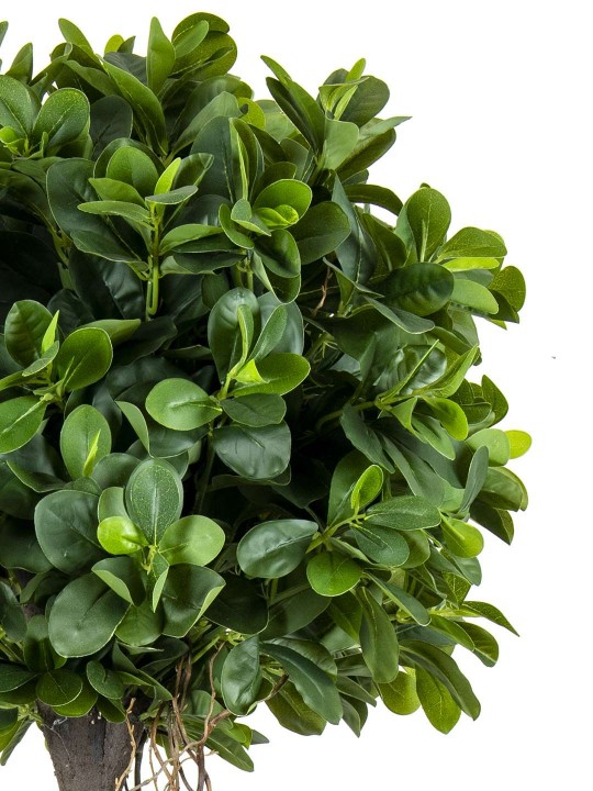 A-144 PITTOSPORUM 2 Lİ TOP GREEN 170 CM