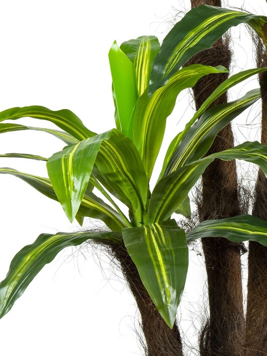 A-127 DRACHENA PLANT 180 CM 