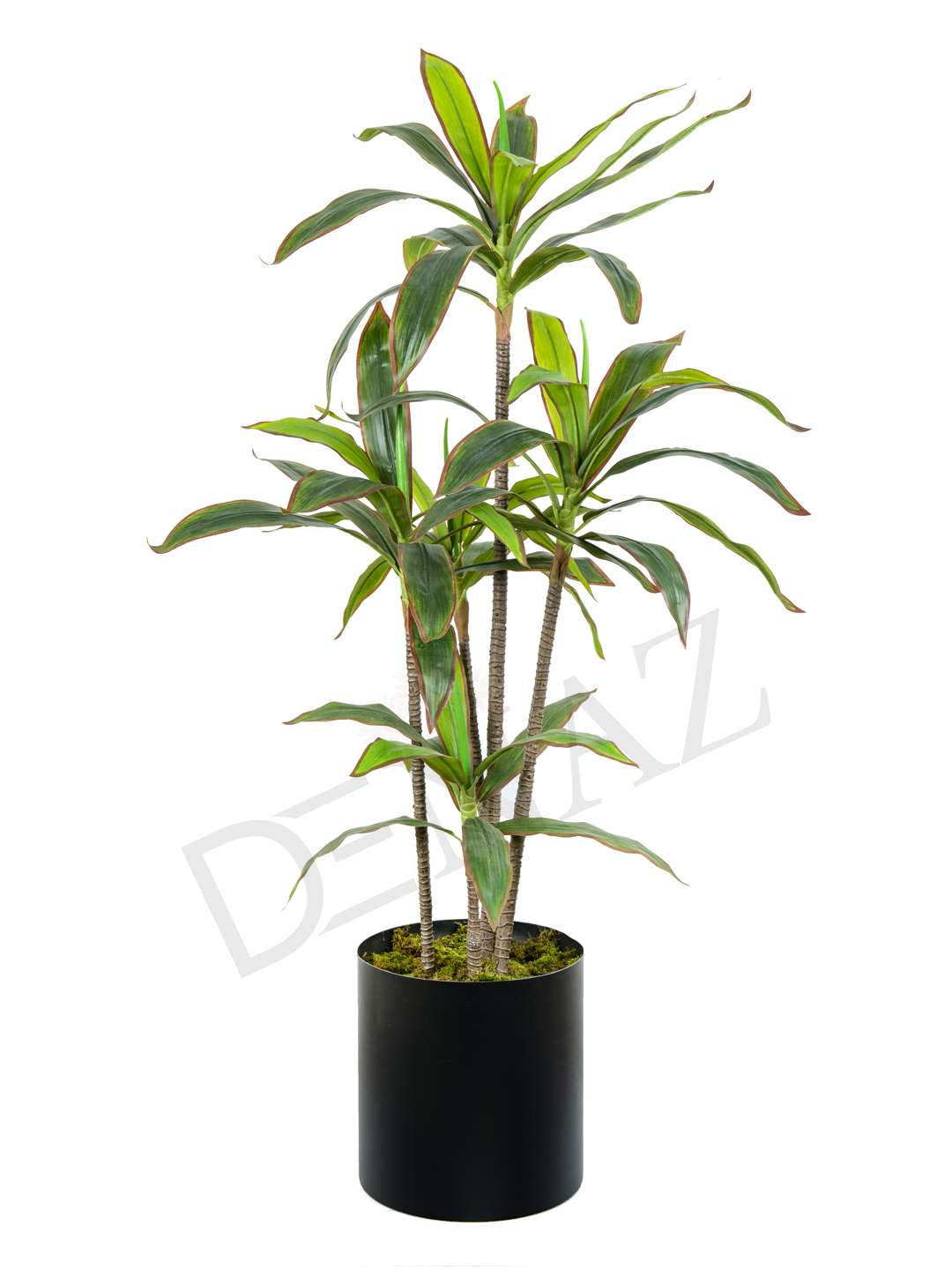 A-135 MASSENGENA RED GREEN 170 CM 