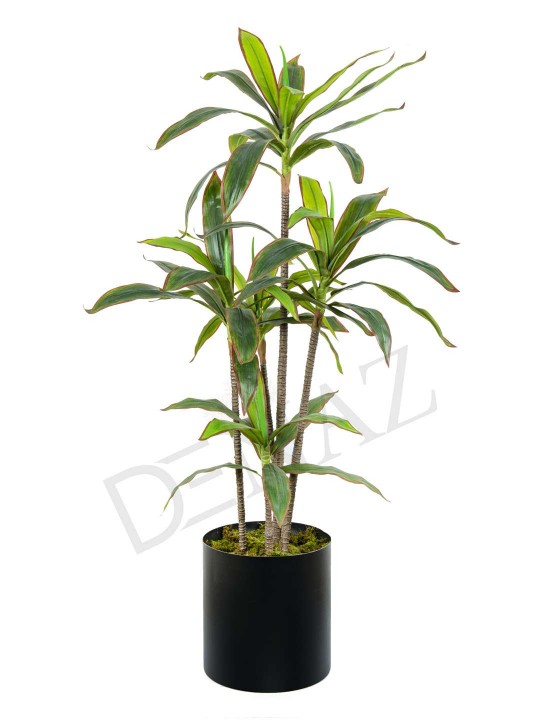 A-135 MASSENGENA RED GREEN 170 CM 