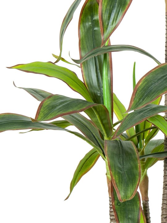 A-135 MASSENGENA RED GREEN 170 CM 