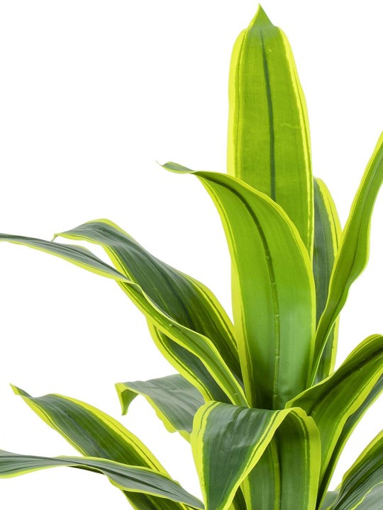 A-137 YUCCA GREEN YELLOW 150 CM 