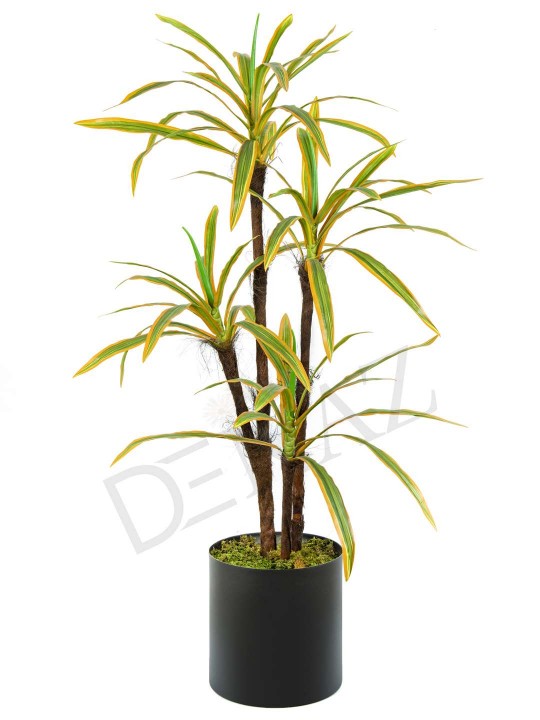 A-136 MASSENGENA GREEN YELLOW 170 CM