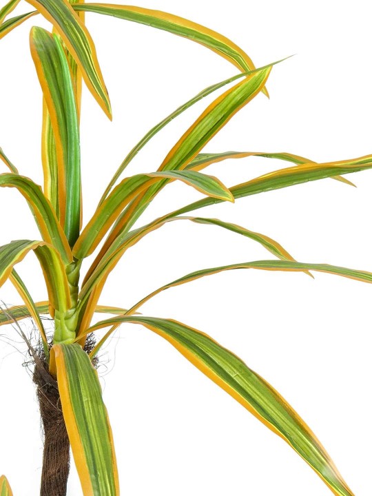 A-136 MASSENGENA GREEN YELLOW 170 CM