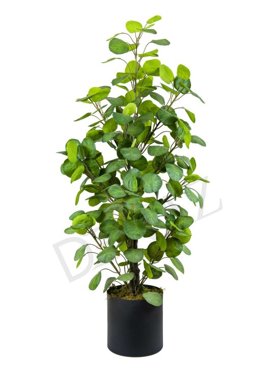 A-138 APPLE GREEN 170 CM