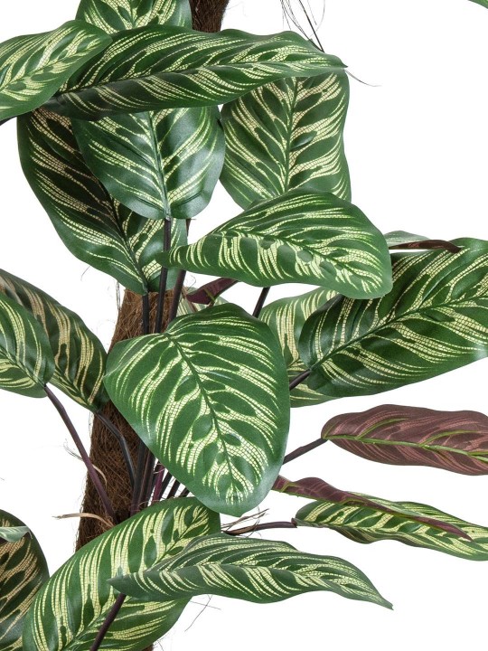 A-139 PEACOCK 170 CM 