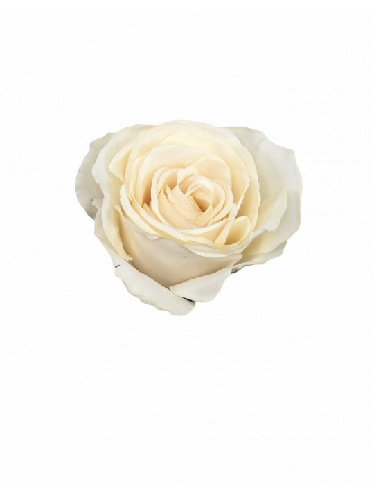 DTD-15752 TEK DAL GÜL CREAM